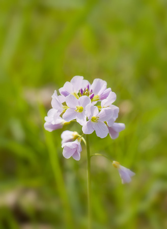 spring flowerの写真素材