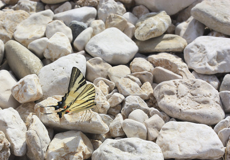 butterflyの写真素材