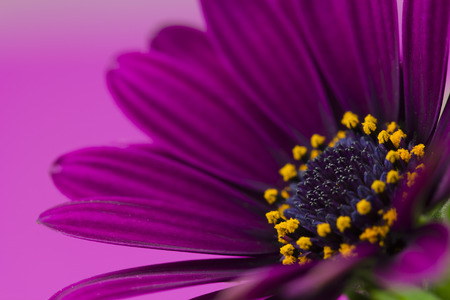 purple flower closeupの写真素材