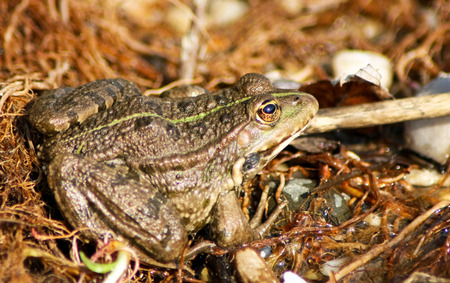 Frog on land