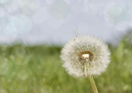 spring backgroundの写真素材
