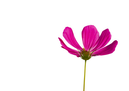 cosmos flower isolated an whiteの写真素材