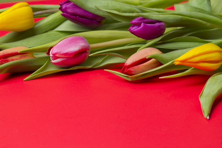 tulips against a red backgroundの写真素材