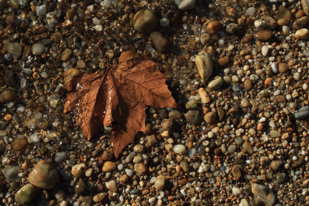 Maple Leaves in Waterの写真素材