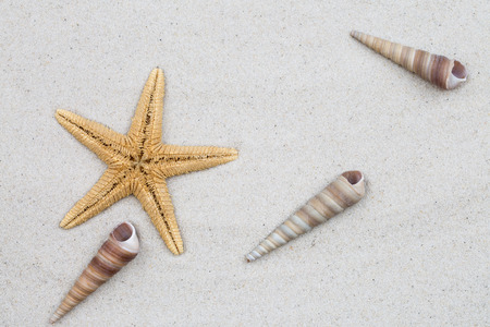 sea shells with sand as backgroundの写真素材