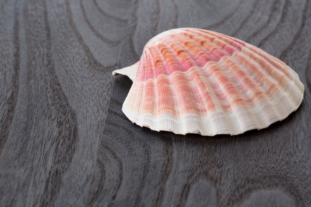 Sea shell frame on vintage  wood