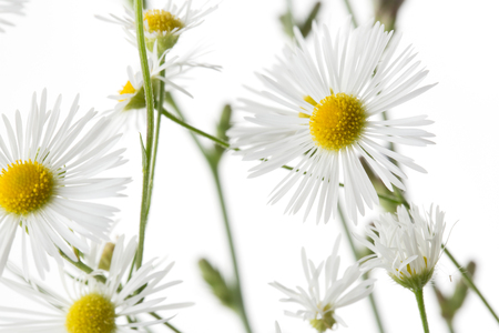 Chamomiles on white background.の写真素材