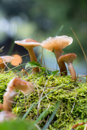 mushrooms growingの写真素材