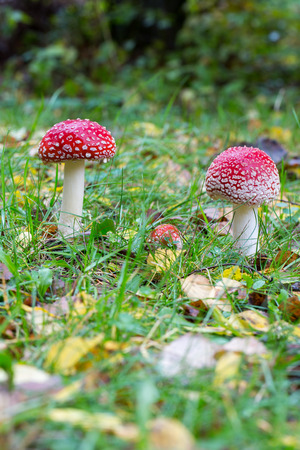 two toadstool on a fall landscape floorの写真素材