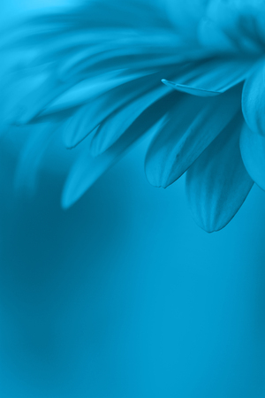 blue flower backgroundの写真素材