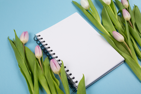 Pink Tulips on blue backgroundの写真素材