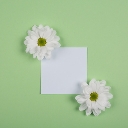 white flowers of chrysanthemum on green backgroundの写真素材