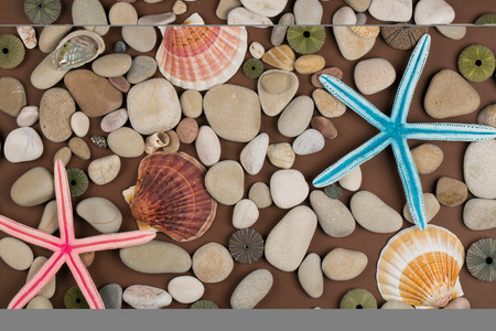Seashell and starfish backgroundの写真素材