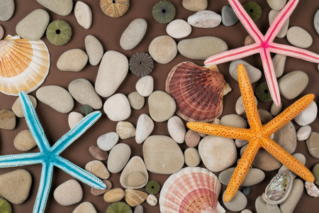 Seashell and starfish backgroundの写真素材