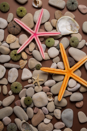 Background of pebbles, different shells and starfishesの写真素材