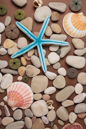 Background of pebbles, different shells and starfishesの写真素材