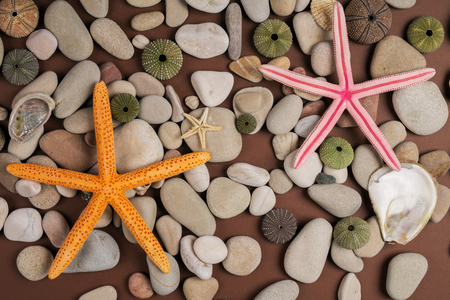 background with seashells and starfishの写真素材