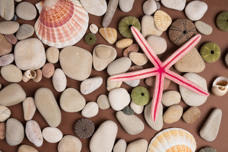 Background of pebbles, different shells and starfishesの写真素材