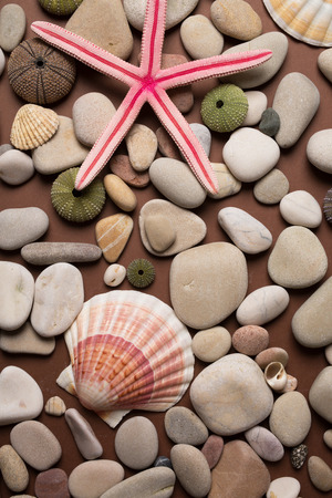Background of pebbles, different shells and starfishesの写真素材
