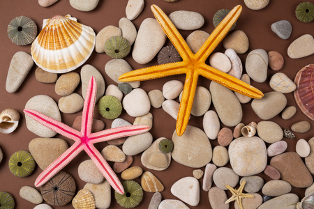 Background of pebbles, different shells and starfishesの写真素材