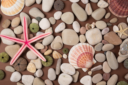 Background of pebbles, different shells and starfishesの写真素材
