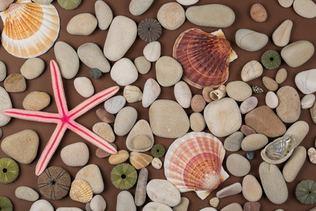 Background of pebbles, different shells and starfishesの写真素材