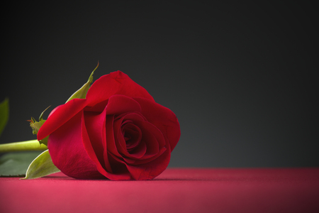 roses with dark backgroundの写真素材