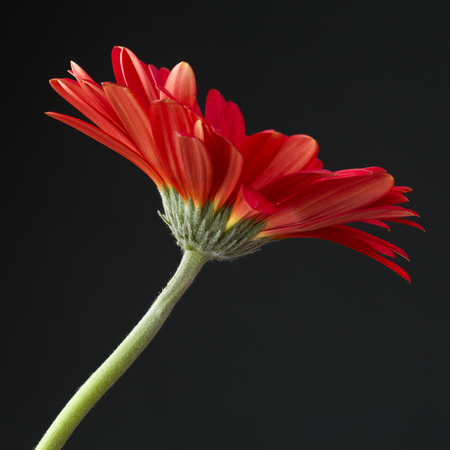 red gerbera flowerの写真素材