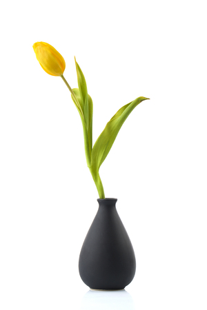 yellow tulip on a white background standing in a black  vaseの写真素材
