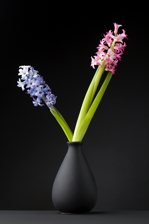 Hyacinth on black  backgroundの写真素材