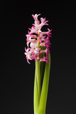 Hyacinth on black  backgroundの写真素材