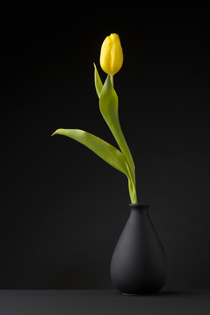 yellow tulip on a black background standing in a black  vaseの写真素材