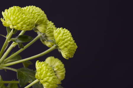 Green flower over dark backgroundの写真素材