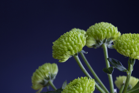 green flower over blue backgroungの写真素材