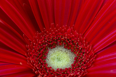 red flower backgroundの写真素材