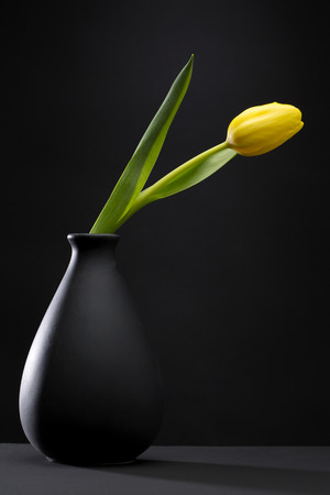 yellow tulip on a black background standing in a black vaseの写真素材