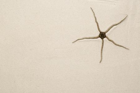 starfish on sandの写真素材
