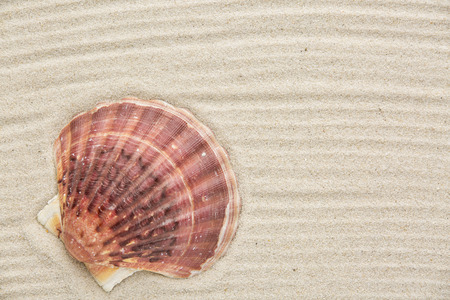 Shell on the sand