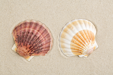 Shell on the sandの写真素材