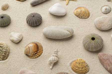 Sea shells and star fish on the sandの写真素材