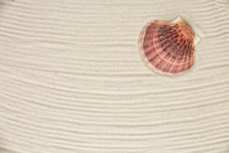 Shell on the sand