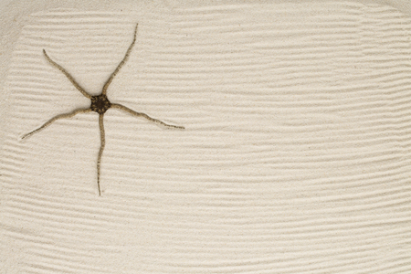 starfish on sandの写真素材