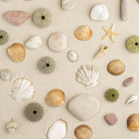 Sea shells and star fish on the sandの写真素材