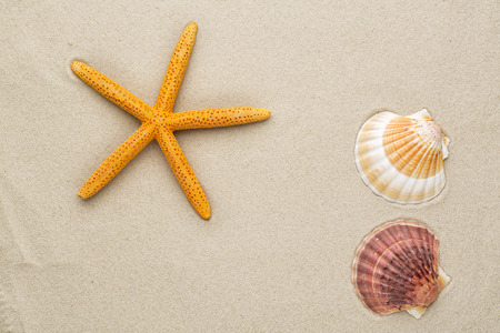 starfish as background.の写真素材