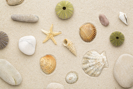 Sea shells and star fish on the sandの写真素材