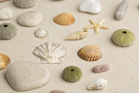 Sea shells and star fish on the sandの写真素材