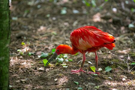 Scarlet Ibis bird Eudocimus ruber tropical bird