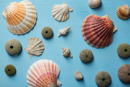 Sea stars and shells on wooden backgroundの写真素材