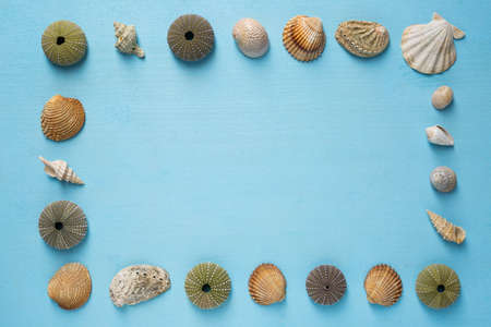 Summer time concept with sea shells on a blue wooden backgroundの写真素材