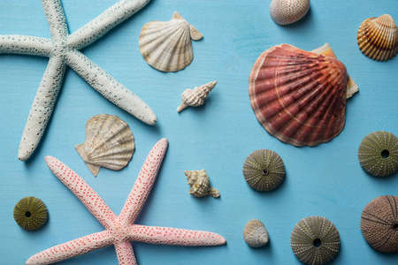 Sea stars and shells on wooden backgroundの写真素材